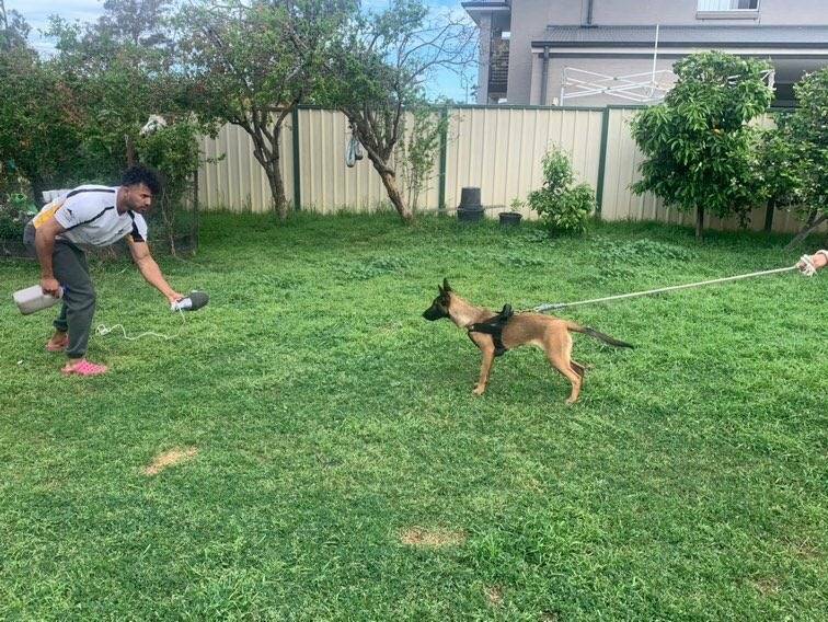 belgian malinois 6 months